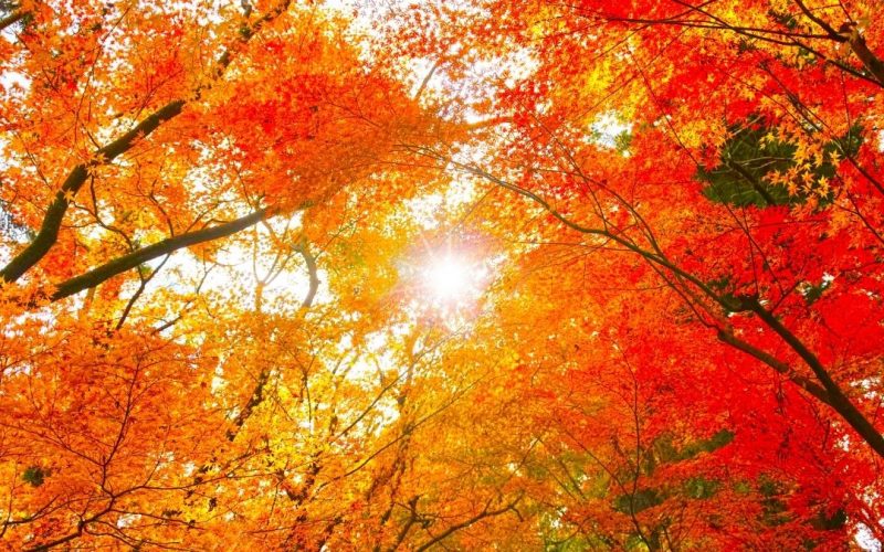“I’m so glad I live in a world where there are Octobers.”